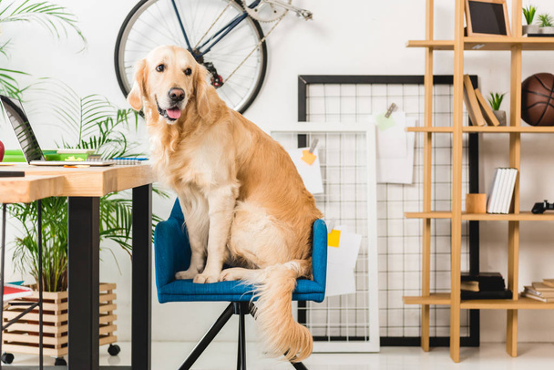 funny dog sitting on blue chair at home and looking away - 写真・画像