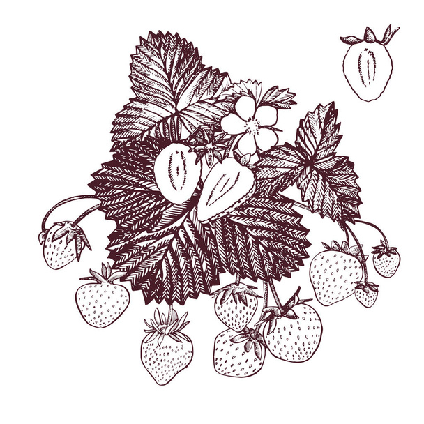 Strawberry vector illustration. Engraved style illustration. Sketched hand drawn berry, flowers, leafs and branches. - Вектор,изображение