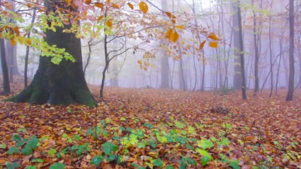 Mistig en regenachtig herfst bos in Zevengebergte Duitsland - Video