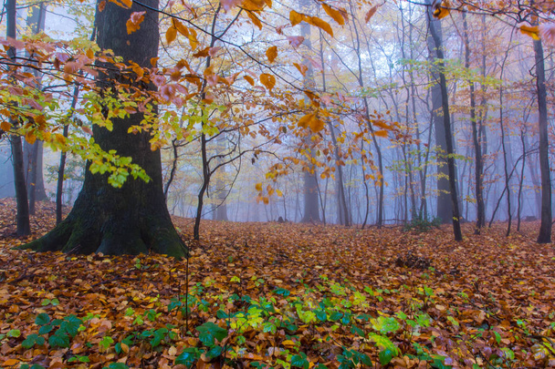 Foggy Autumn Forest in Siebengebirge Germany  - Photo, Image