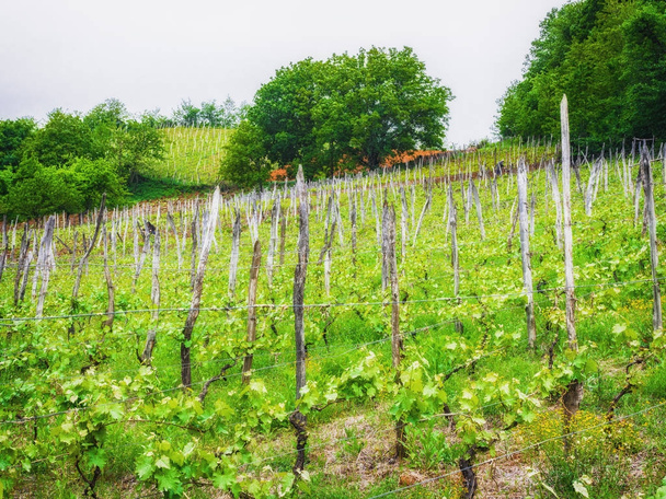Krajina s zelenými vinicemi. Mladé víno roste v poli na svahu - Fotografie, Obrázek