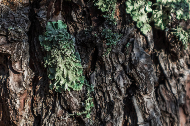 Green moss in pine bark. - Photo, Image
