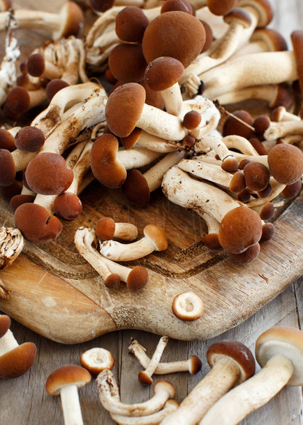 Agrocybe aegerita mushrooms (Pioppino)  - Photo, Image
