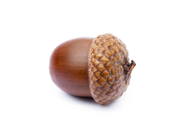 Ripe acorns isolated on a white background - Photo, Image