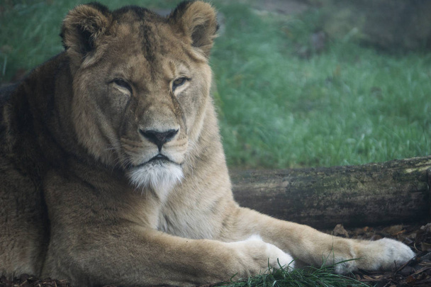 Lioness resting outside her enclosure on a cold and foggy day - Photo, Image