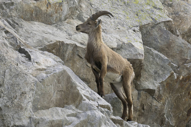 Steenbok in de natuurlijke omgeving. Franse Alpen. - Foto, afbeelding