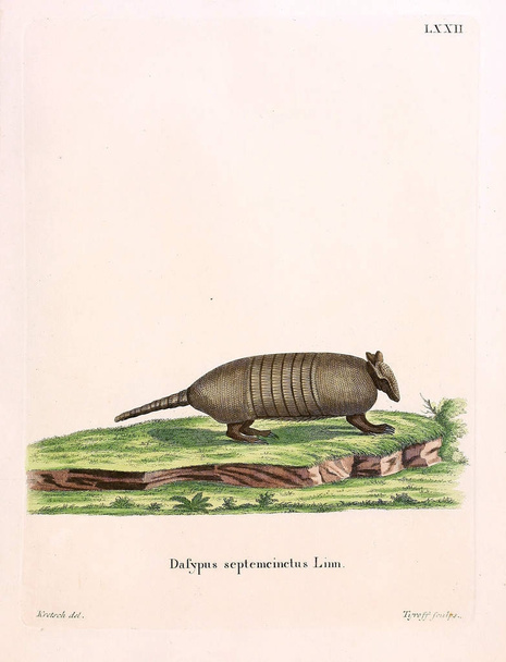 Illustration d'armadillo. Die Saugthiere in Abbildungen nach der Natur, mit Beschreibungen. 1778
 - Photo, image