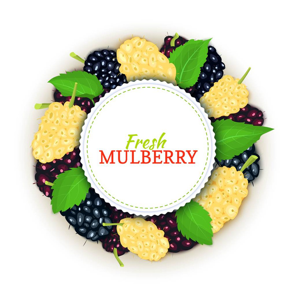 Pyöreä värillinen runko koostuu herkullisia mulberry hedelmiä, vektori kortti kuva. Mulberry tuore ja mehukas Circle runko elintarvikkeiden pakkaamiseen mehu aamiainen kosmetiikka tee detox ruokavalio
. - Vektori, kuva