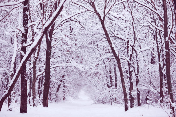Bäume im Wald sind komplett mit Schnee bedeckt - Foto, Bild