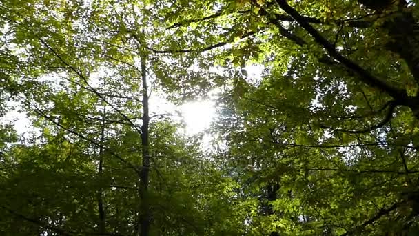 A park lane, juhar, hárs és fák és a szikrázó nap ősszel - Felvétel, videó