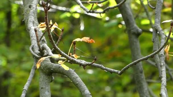 Cienkich gałęzi lipy w malowniczym parku w jesieni - Materiał filmowy, wideo