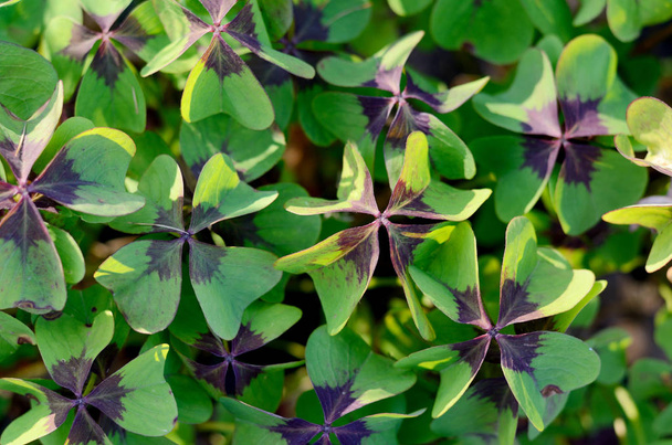 Oxalis tetraphylla, Deppei. False Four - Leaved Clover, Happy CLover. Top View Abstract Natural background. - Foto, imagen