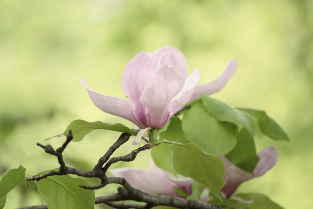 Magnolia spring flowers - Photo, image