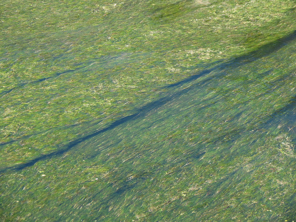abstrakte organische schleimige Substanz mit Algen im Wasser - Foto, Bild