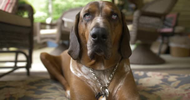 Leniwy Coonhound ziewa podczas odpoczynku poza domem - Materiał filmowy, wideo