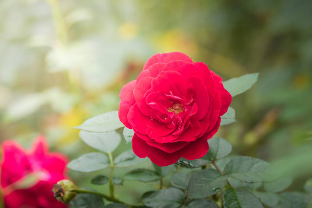 Троянди в саду
  - Фото, зображення