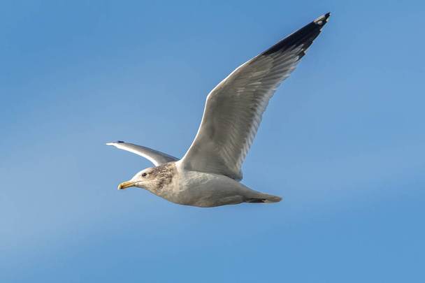 Seagull soars in the sky. - Photo, Image