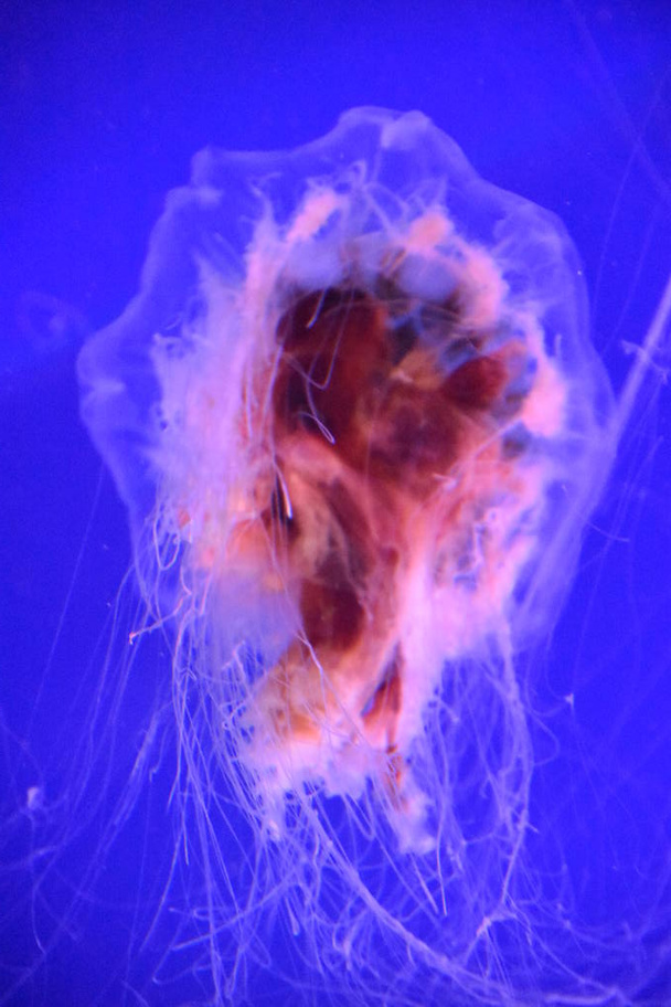 Львиная грива медузы в воде
 - Фото, изображение