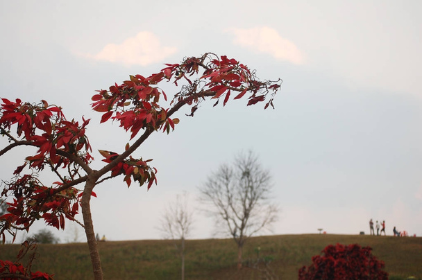 Levél a fa színe megváltozik, zöld, piros őszi szezon legjobb o - Fotó, kép