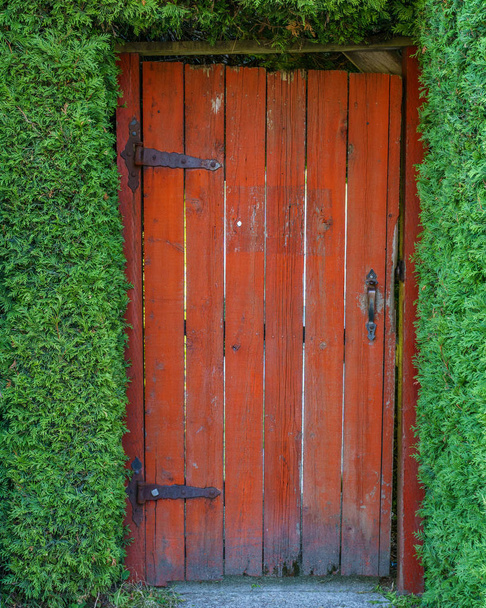 Valla de cubierta de hiedra verde y pared con puerta de madera roja fondo verde ecología concepto de casa
. - Foto, Imagen