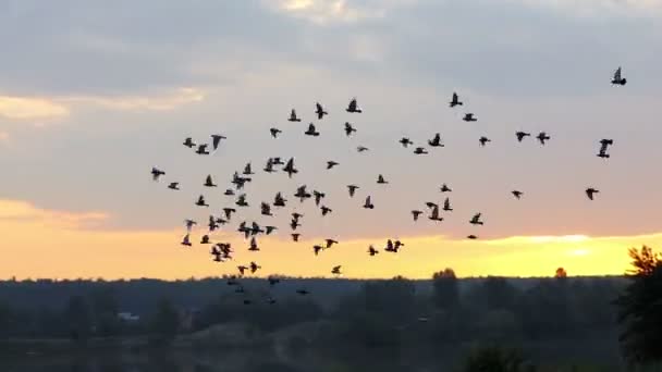 un troupeau de colombes s'élève au-dessus d'un lac forestier Nive au coucher du soleil
 - Séquence, vidéo