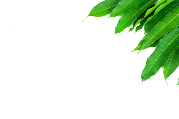 Fresh green mango leaf on white background - Foto, imagen