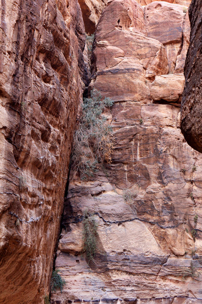 Les murs du Siq, passage étroit qui mène à Petra, Jordanie
 - Photo, image
