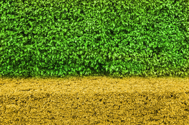 Dvě zdi přírodní zelený list tón a textury poza - Fotografie, Obrázek