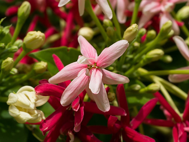Close up of Combretum indicum flower. - Photo, Image