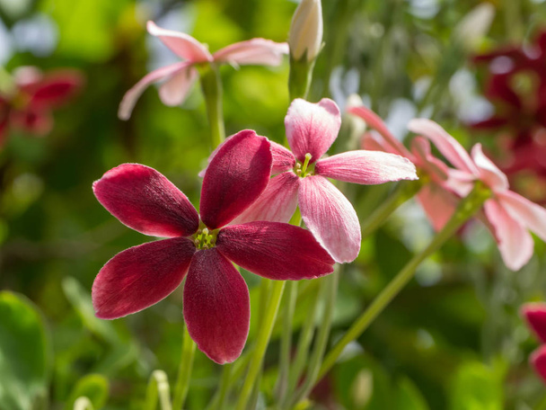 Close up of Combretum indicum flower. - Photo, Image