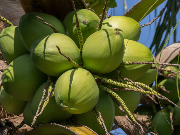groene kokosnoot op boom. - Foto, afbeelding