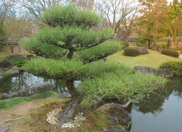 Bonsai árvores bonitas em um jardim de estilo japonês. Quioto Japão
 - Foto, Imagem