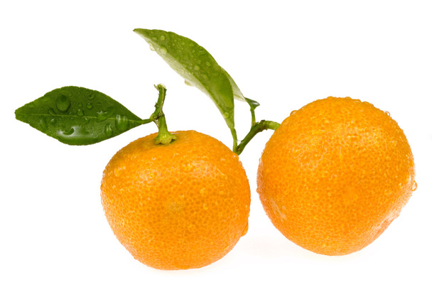 Mandarine, calamondin - Photo, image
