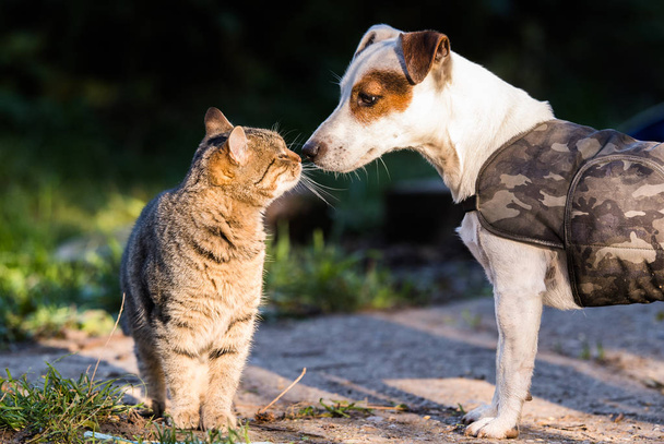 Cute Jack Russel dog and domestic kitten best friends
 - Фото, изображение