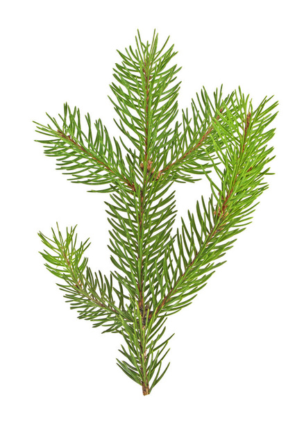 Fir branch isolated on white background, Christmas tree - Zdjęcie, obraz