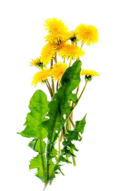 Yellow dandelion flowers on a white background  - Photo, Image