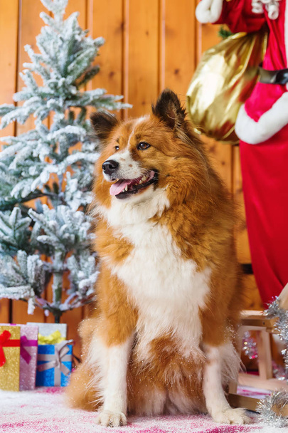 cute elo dog in front of christmas decoration - Φωτογραφία, εικόνα