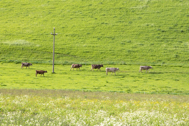 Vacas pastando no prado verde - Foto, Imagem