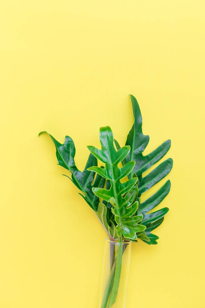 Flat lay Philodendron tropical leaf in glass tube vase on yellow - Foto, afbeelding