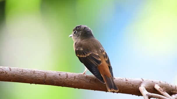 Πουλί (Ferruginous Flycatcher, Muscicapa ferruginea) καστανή ζάχαρη, πορτοκαλί και κόκκινο χρώμα σκαρφαλωμένο σε ένα δέντρο σε μια φύση άγρια, ασυνήθιστο διανομής - Πλάνα, βίντεο