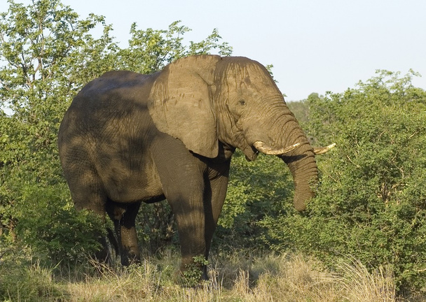 Vida selvagem: elefante africano
 - Foto, Imagem