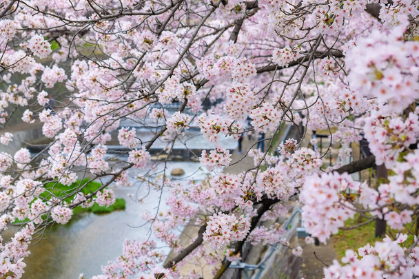 Ροζ άνθη κερασιάς sakura λουλούδι σε παραποτάμια φθινοπωρινή σκηνή, Ιαπωνία - Φωτογραφία, εικόνα