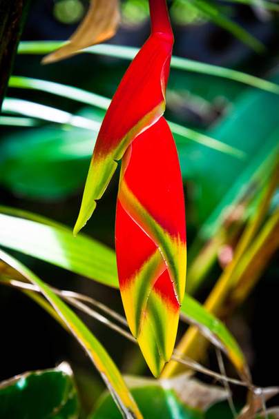 Heliconia bud - Foto, afbeelding