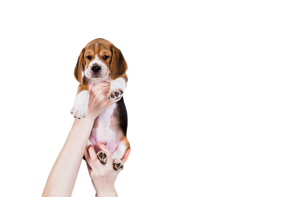 Beagle puppy in hands - 写真・画像