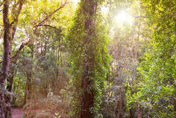 Wald in Südchile - Foto, Bild