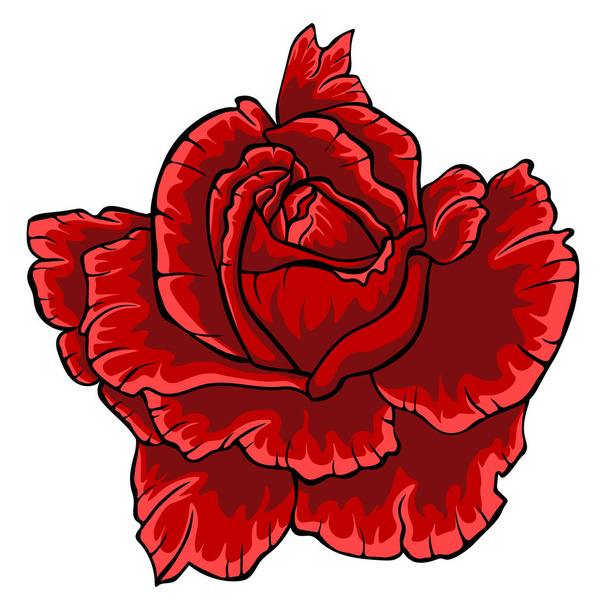 Red rose. Isolated flower on white background. - Vector, afbeelding