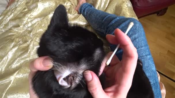 womens hands clean the ears of the cat with a cotton swab, at home on the bed. 4k. action - Video