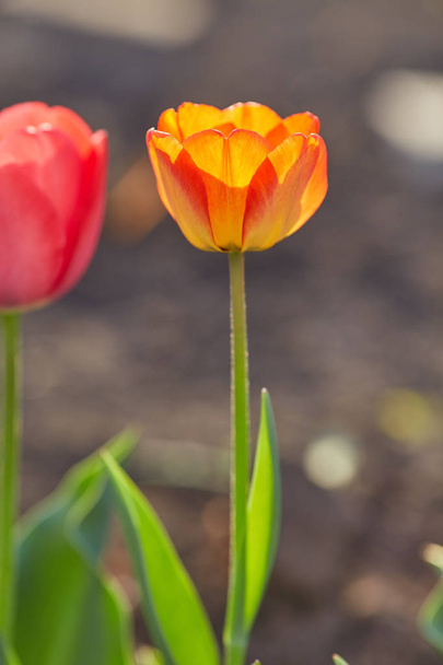 Fleurs de tulipes en gros plan
 - Photo, image