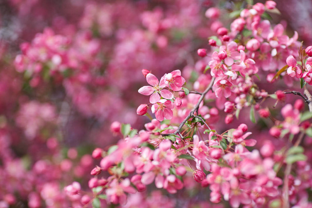 The beautiful blooming branch - Photo, Image