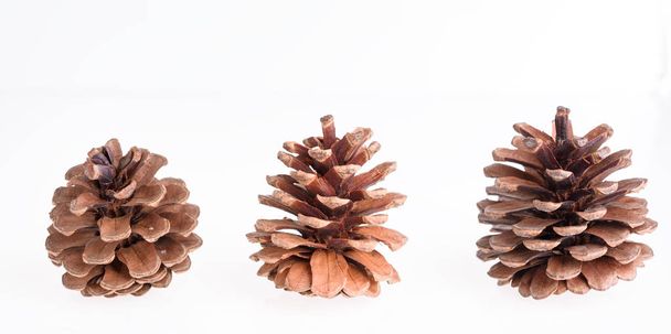 Conos de pino aislados sobre fondo blanco, adorno de Navidad
 - Foto, imagen